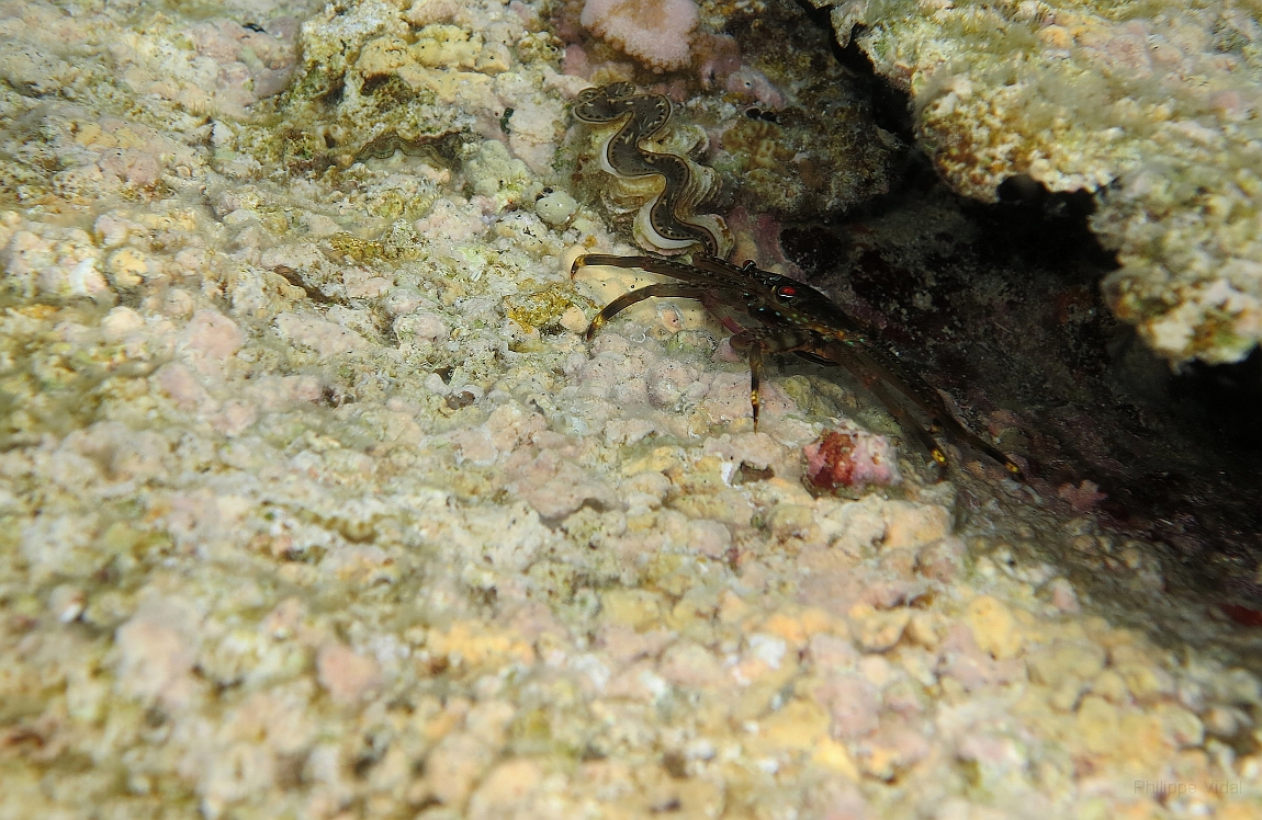IMG_0733rf_Maldives_Madoogali_House reef_Crabe.jpg